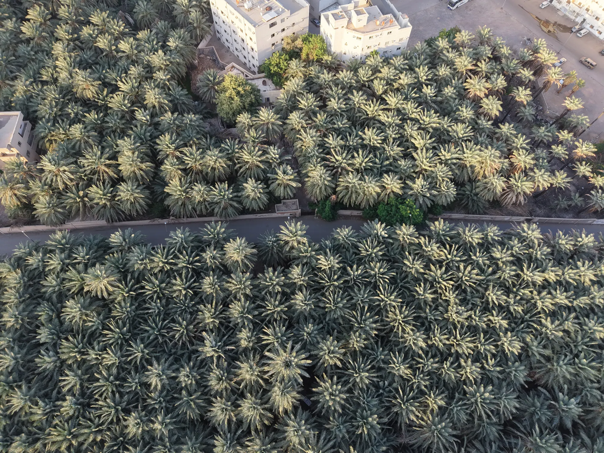 Basateen Al Madinah — campaign photo 2